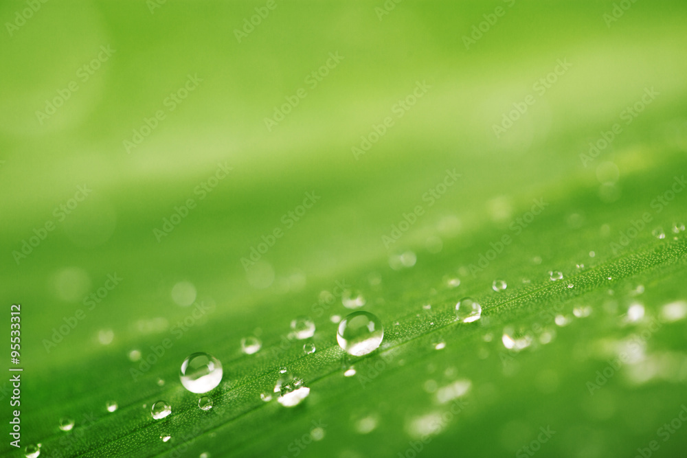 Abstract background, green leaf texture and rain drops