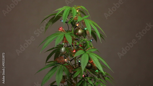 Cannabis Christmas tree, decorated plant with lights.