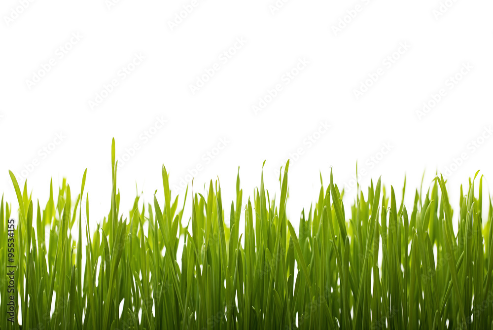 Obraz premium Fresh Green grass and water drops on white background