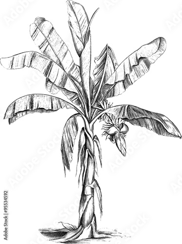 Vintage drawing banana palm tree