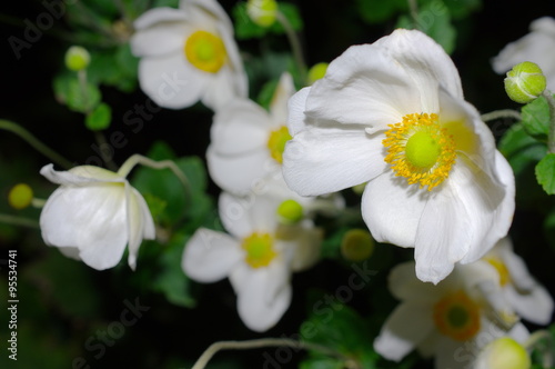 白い秋明菊の花