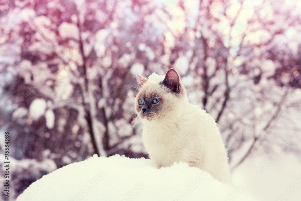 Fototapeta premium Cat siting in snowdrift in winter forest