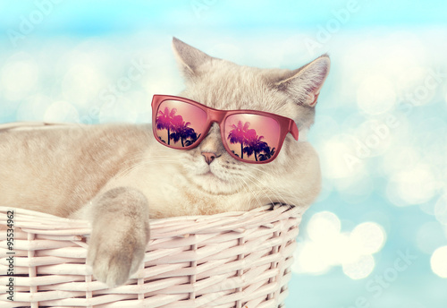 The cat in sunglasses lying in a basket on the background of the sea