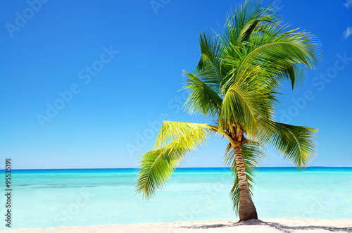 Fototapeta Naklejka Na Ścianę i Meble -  Exotic palm tree in tropical Saona Island