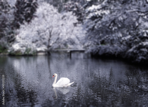 Beautiful Swan Lake Japan Winter Scene Concept