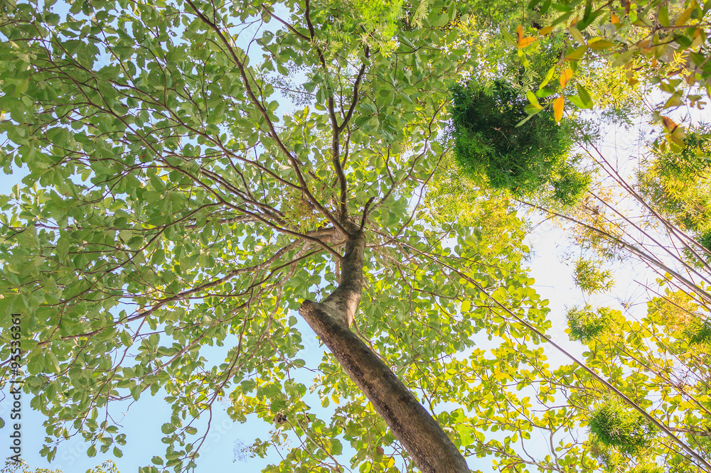 Fototapeta premium forest trees. nature green wood sunlight backgrounds