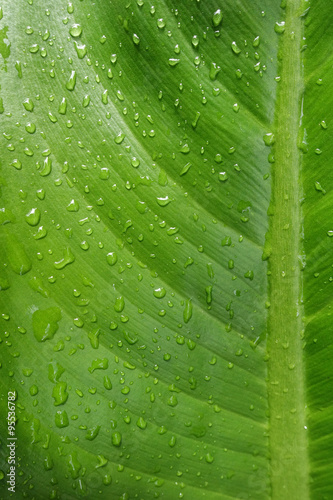 Beautiful green leaf with drops of water 