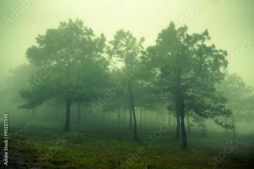 Pine Forest in the mountains in the clouds with fog