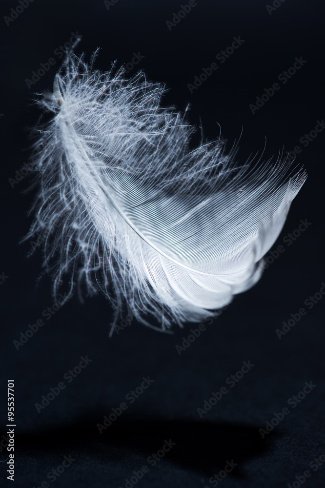 Fototapeta premium white swan feather isolated on black background