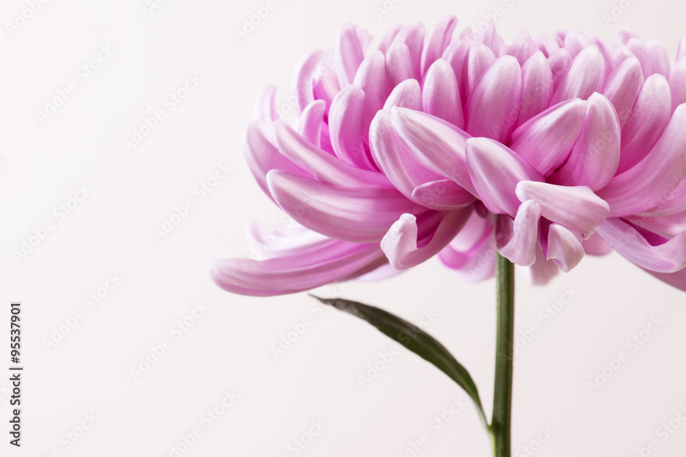 Pink Chrysanthemum flower head, horizontal front view with copy space on light background