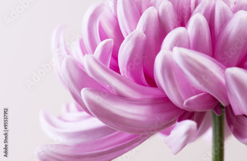 Fototapeta Naklejka Na Ścianę i Meble -  tender chrysanthemum petals. close up view of chrysanthemum flower head