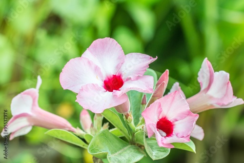 Pink Adenium flowers © winlyrung