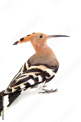 The hoopoe, close-up, white background