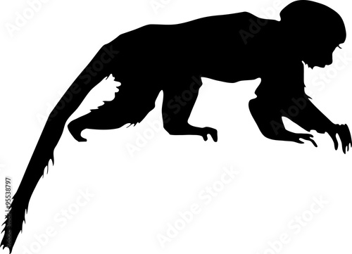Fototapeta Naklejka Na Ścianę i Meble -  silhouette of Squirrel monkey