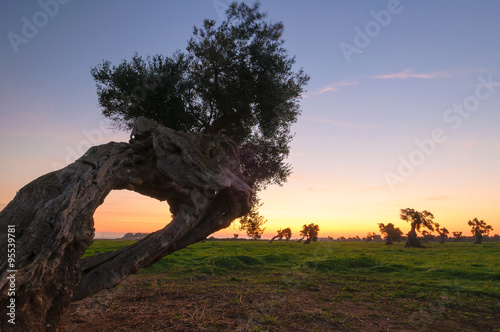 Ulivo secolare Puglia numero di serie 009361 photo