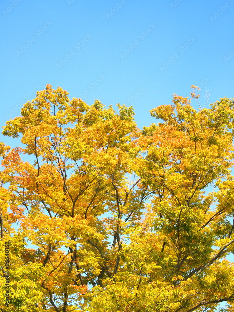 Fototapeta premium 黄葉のケヤキ
