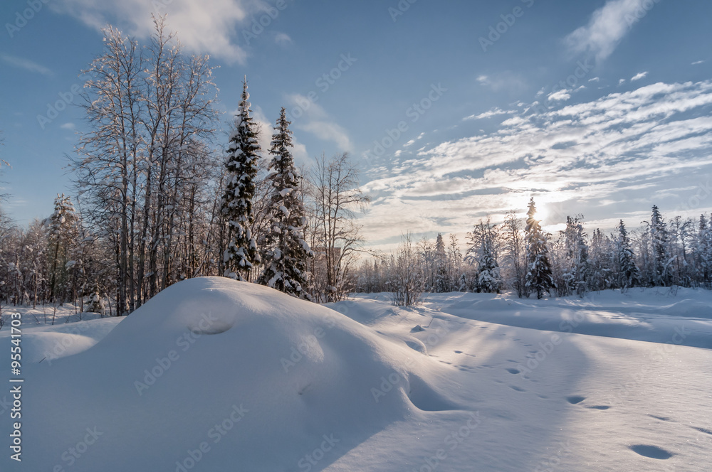 Fototapeta premium Forest covered with snow and frost . Sunny day backlight.