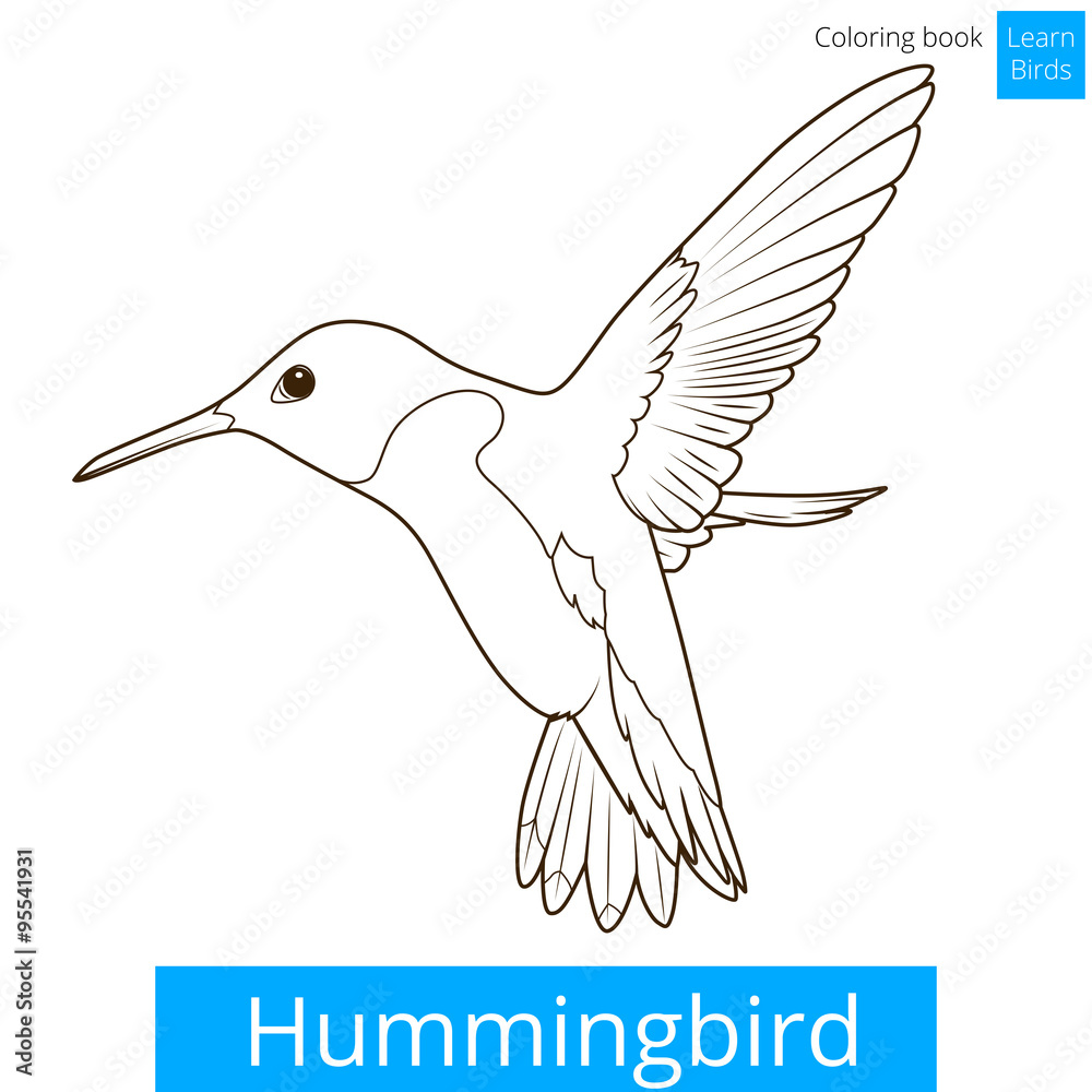 Obraz premium Hummingbird learn birds coloring book vector