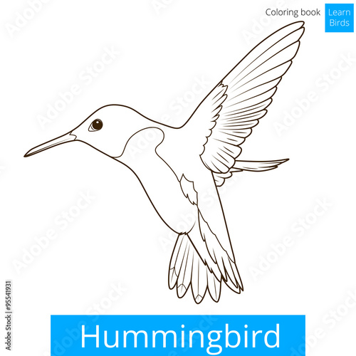 Hummingbird learn birds coloring book vector