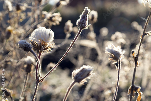 frozen plant