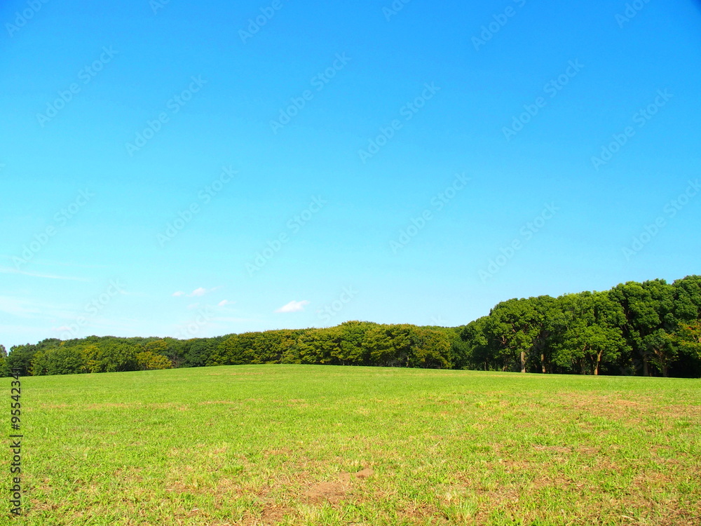 Fototapeta premium 秋の草原風景
