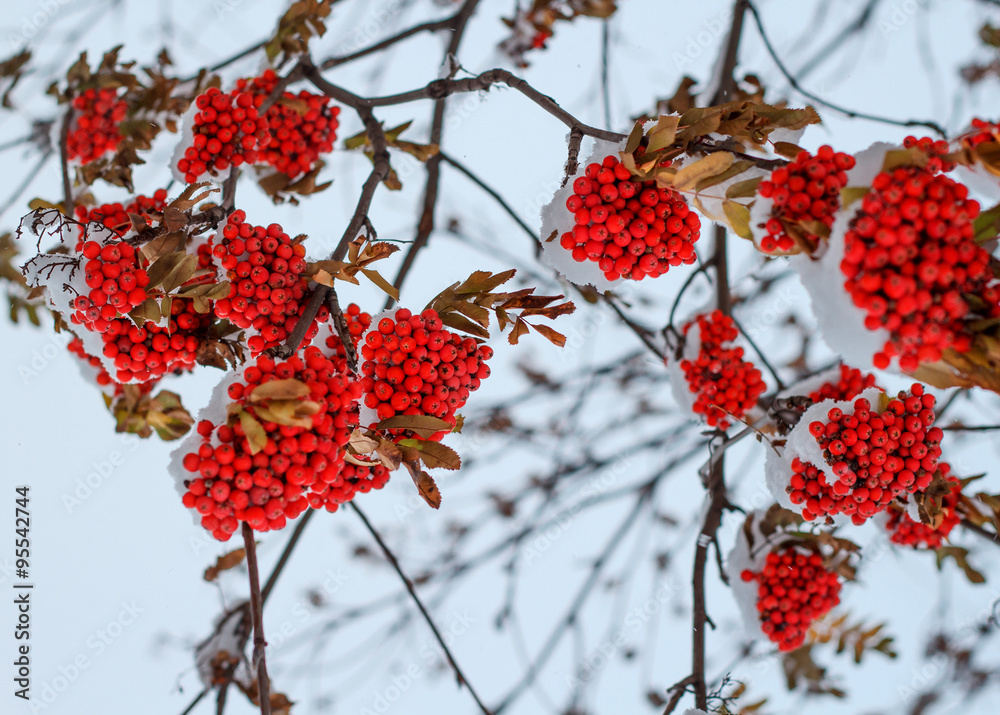 snow-bound rowan branches with bunches of red berry