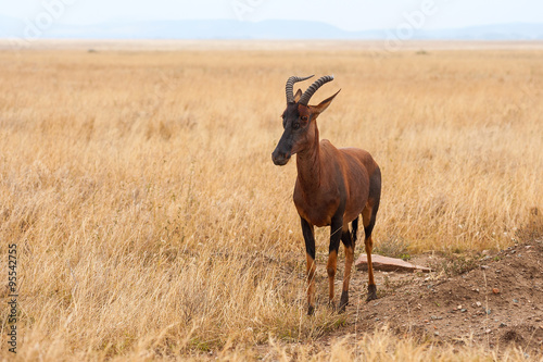 Grazing topi photo