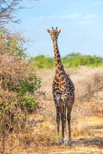 Giraffe in the National park