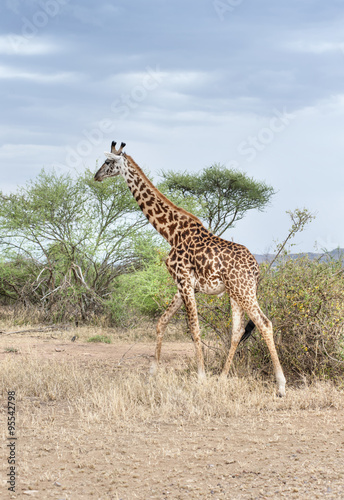 Giraffe in the National park