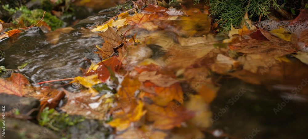 autumnal leaves on the water, autumn landscape