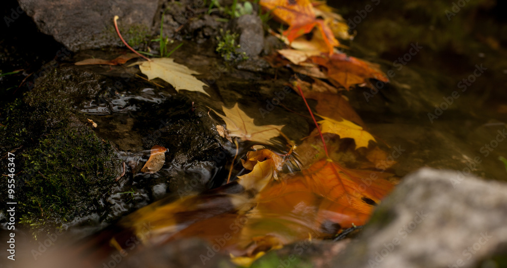 autumnal leaves on the water, autumn landscape autumnal leaves on the water, autumn landscape