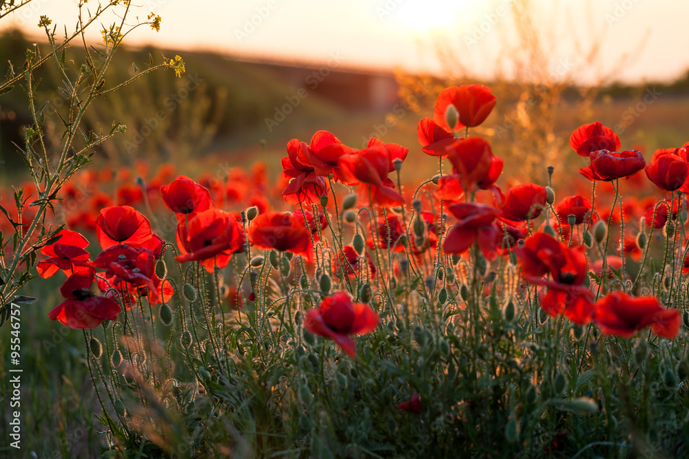 Obraz premium im Mohnfeld