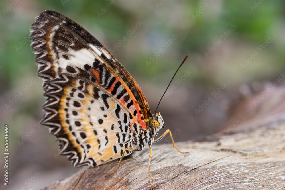 Fototapeta premium colorful butterfly in nature