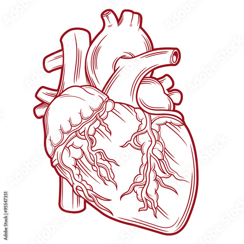 anatomical heart