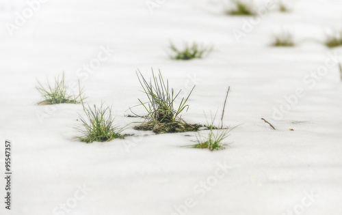 Green grass amid snow