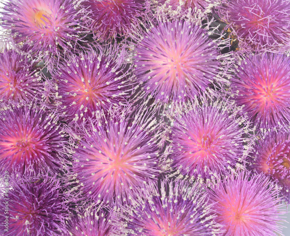 Fototapeta premium Thistles