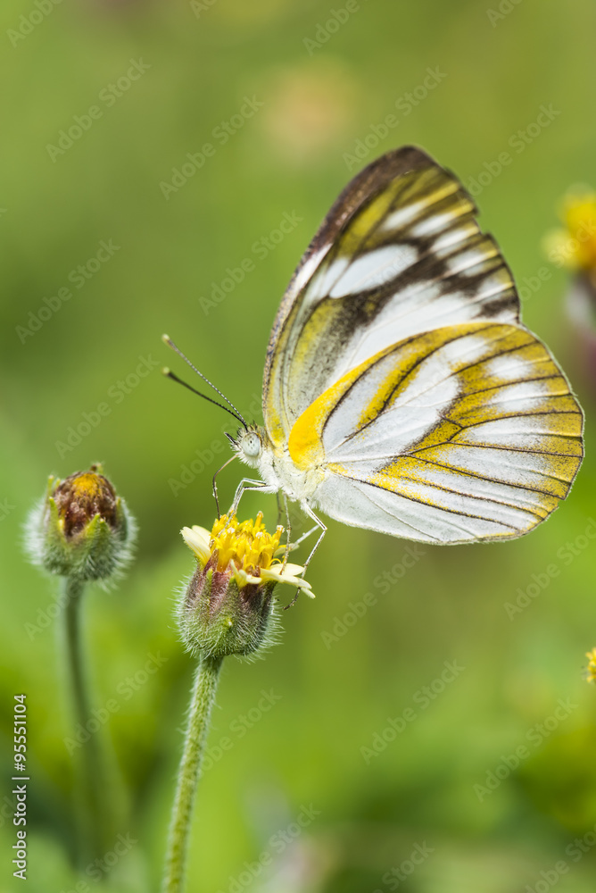 Butterfly on yellow flower with grass.