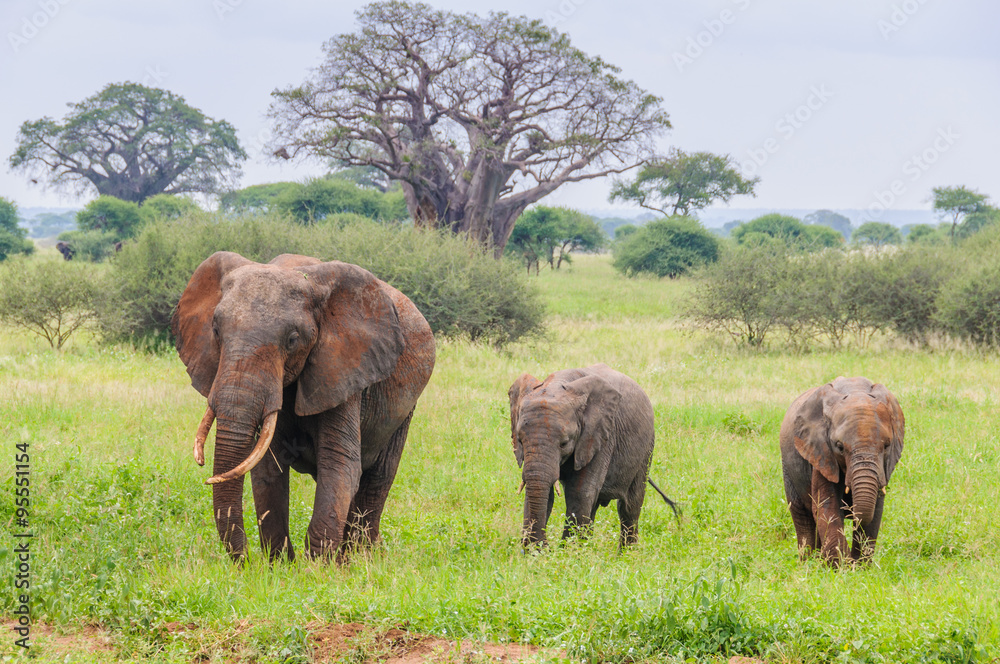 Fototapeta premium Mother and two elephant calves in Tarangire Park, Tanzania