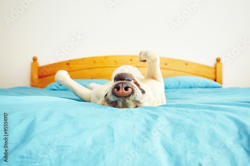 Dog is lying on the bed фототапет