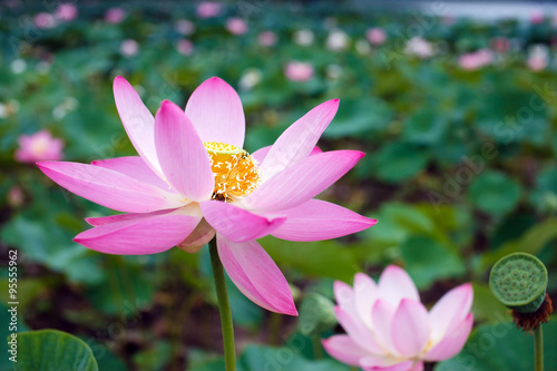Lotus flower  rare flower  the ancient flower  a symbol of purity  symbol of Buddhism  Nelumbo  Lotus orehonosny  Species listed in the Red book  flower  Asia and Orient.