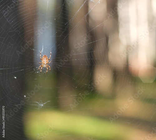 Spider on blurred background of forest and spider webs