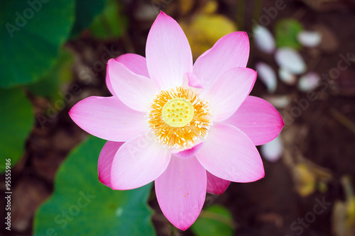 Lotus flower  rare flower  the ancient flower  a symbol of purity  symbol of Buddhism  Nelumbo  Lotus orehonosny  Species listed in the Red book  Nelumbo nucifera   flower  Asia and Orient.