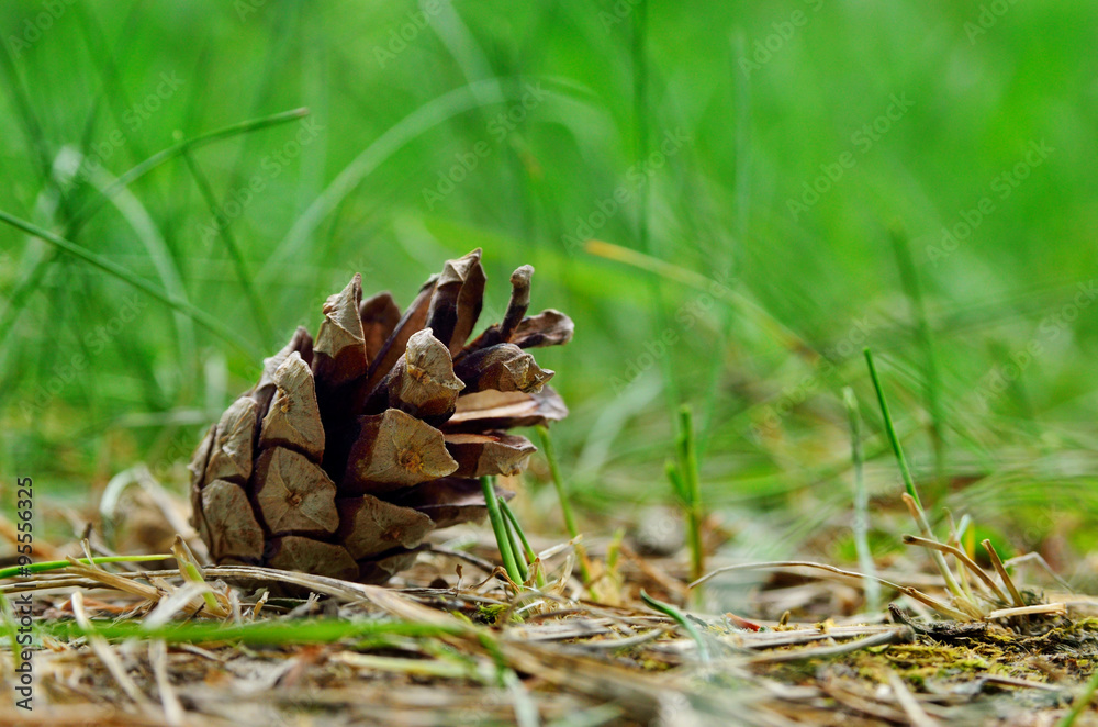 Dry pine cone lies in the green grass Dry pine cone lies in the green grass