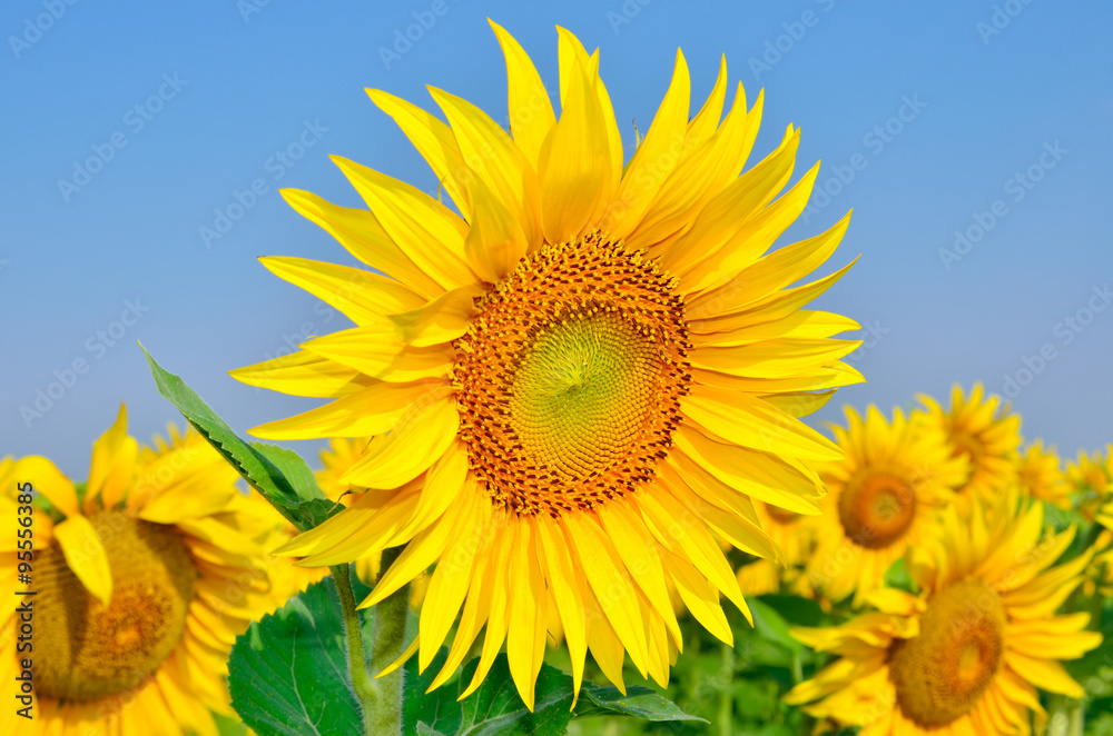 Young sunflowers bloom in field against a blue sky