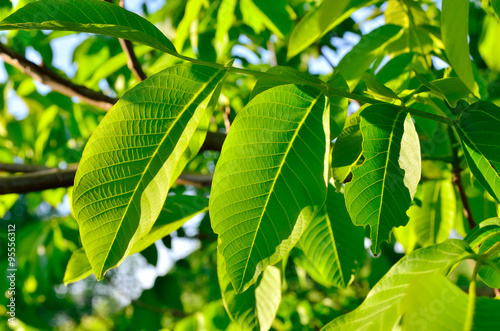 Large, green leaves of the walnut in the garden