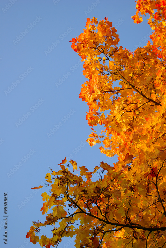Yellow and red leaves on trees in autumn park Yellow and red leaves on trees in autumn park