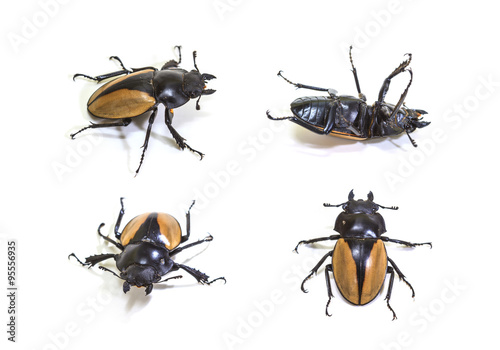 set of bug in genus Odontolabis
