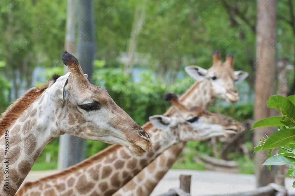 Obraz premium Giraffe