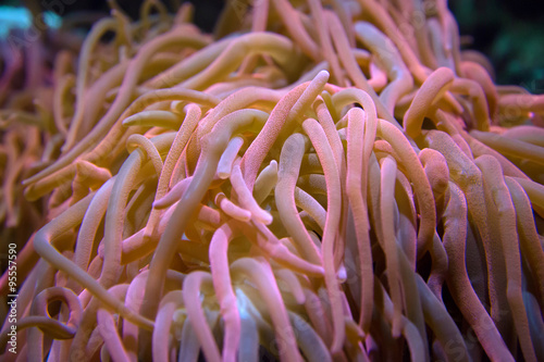 Giant anemone close-up in pink tones photo