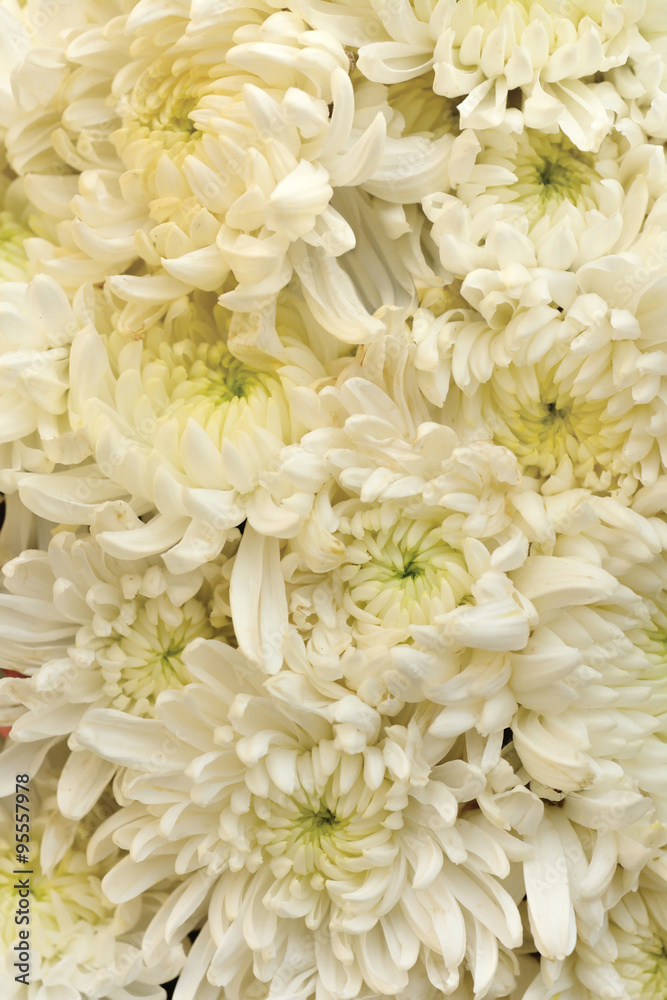 White Chrysanthemum Flower as background texture (Chrysanthemum White Chrysanthemum Flower as background texture (Chrysanthemum